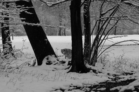 After one night of snow, the English Garden in Munich is covered with snow. In the picture, a dog is...