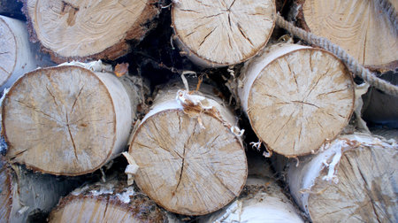 A photograph with a blurred background of blanks for the winter of birch logs covered with cobwebs...