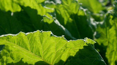 green large leaves of wild burdock through which the bright summer hot sun shines through