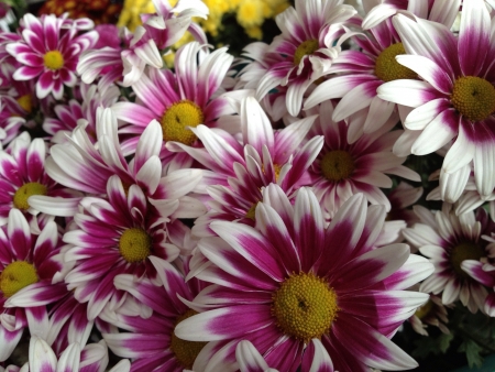 Bunch of flowersの素材