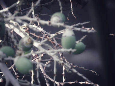 fruit seeds grow green and fresh, out of focus