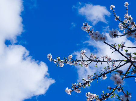 Cherry Blossoms (Sakura)の写真素材