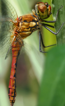 dragonfly close-up, dragonfly in leaf, macro photo of dragonfly, close-up eyes, faceted eyes