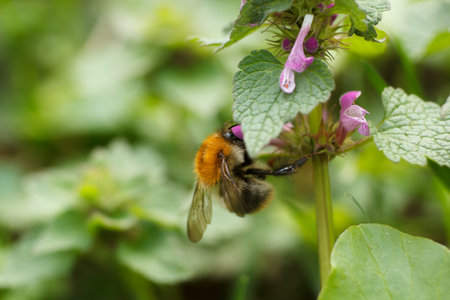 A bumblebee sits on a plant in the park.