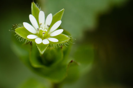 Stargazer of medium-large plans in its natural environment.