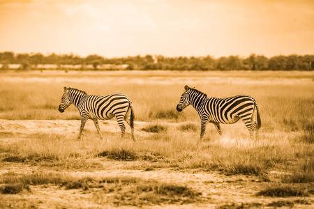 Zebra in  Amboseli National Park, Kenyaの写真素材