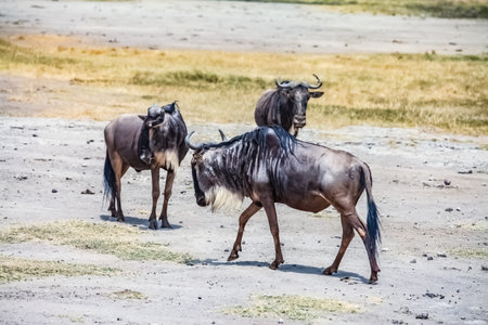 Wildebeest  in Amboseli National Park, Kenya