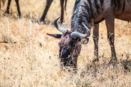Wildebeest  in Amboseli National Park, Kenyaの写真素材