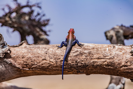 Mwanza flat-headed rock agama lizard in Serengeti Wetland, Tanzaniaの写真素材