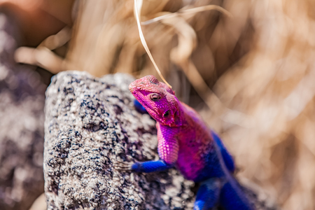 Mwanza flat-headed rock agama lizard in Serengeti Wetland, Tanzaniaの写真素材
