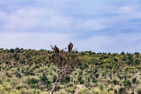 Vultures in Tanzanian Serengeti grassland