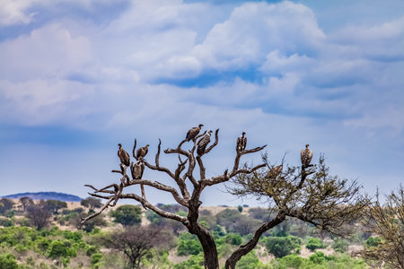Vultures in Tanzanian Serengeti grasslandの写真素材