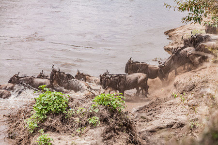 Wildebeests in Tanzanian Serengeti grasslandの写真素材