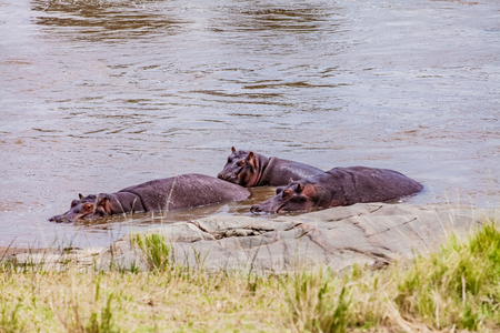 Hippos in the Serengeti wetland, Tanzaniaの写真素材