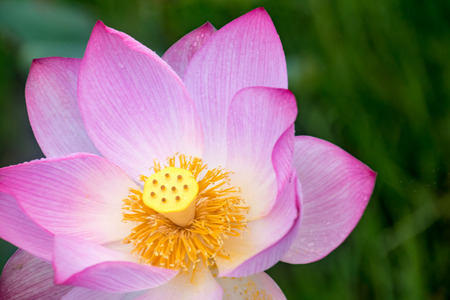 River pond wetland lotus natural landscape close-upの写真素材
