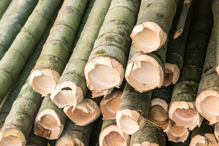 Ecological plant bamboo piled up in natural landscapeの写真素材