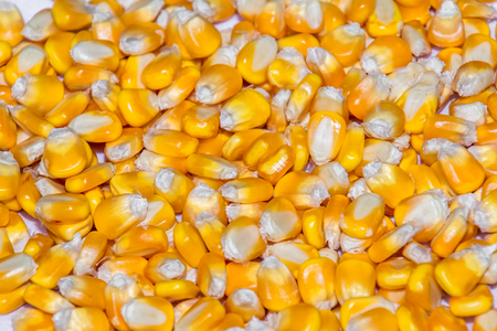 Crop multigrain corn cob close-upの写真素材