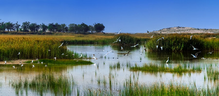 Natural landscape of Shazui wetland in Shizuishan, Ningxiaの写真素材