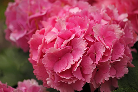 Hydrangea