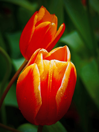 Tulipsの写真素材