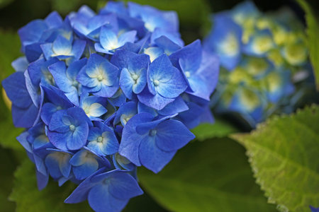 Hydrangea flowers