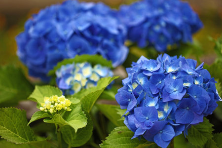 Hydrangea flowers