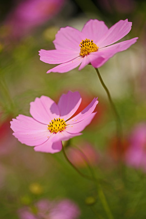 Cosmos flowersの写真素材