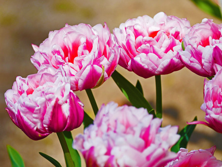 Tulipの写真素材