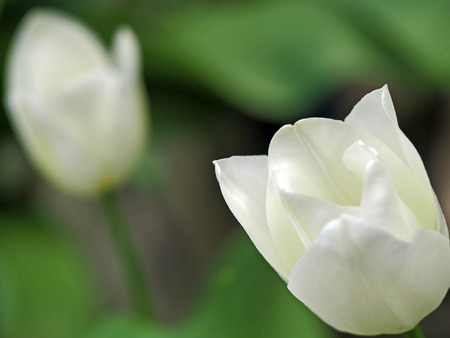 Tulipの写真素材