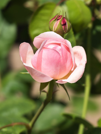 Roseの写真素材