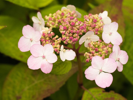 Hydrangea