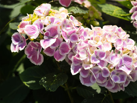 Hydrangea