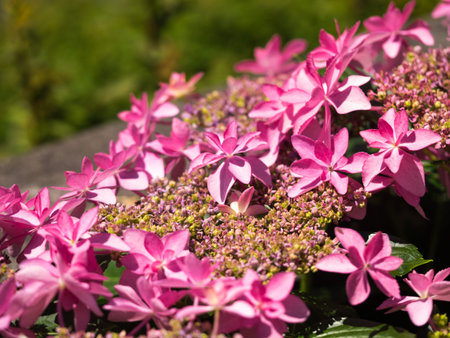 Hydrangea