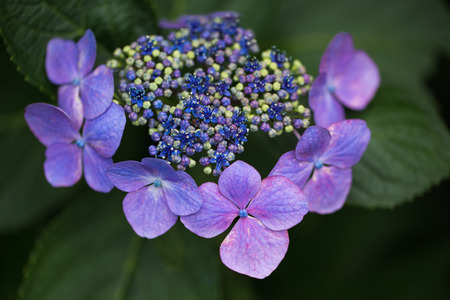 Hydrangeaの写真素材