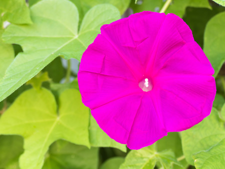 Morning gloryの写真素材