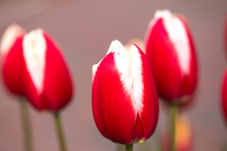 Tulipの写真素材