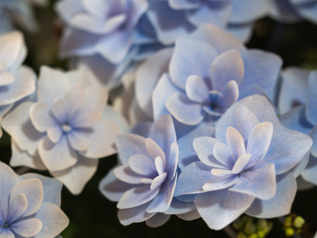 Hydrangea flower background.
