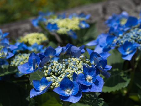 Hydrangea flower background.の写真素材