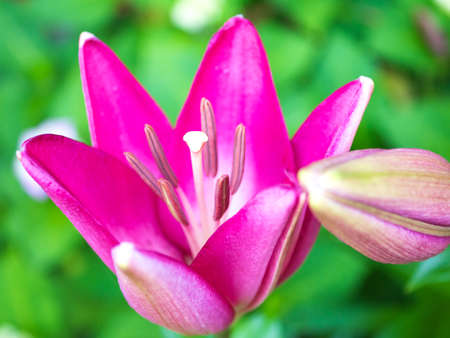 Pink Lilyの写真素材