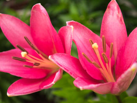 Lilium maculatumの写真素材