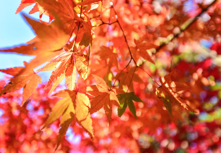 Season changeの写真素材