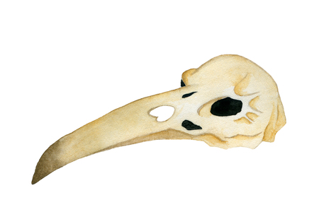 Isolated illustration on white background. Watercolor raven skull. Handmade illustration.の写真素材
