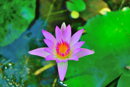 Lotus flower and flower plants.の写真素材