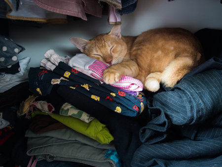 yellow cat in wardrobeの写真素材