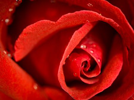 close up red rose flowerの写真素材