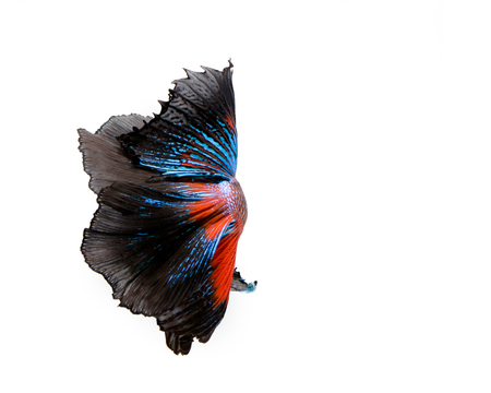 Multi-color betta fish, siamese fighting fish on white backgroundの写真素材