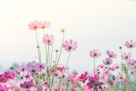 Cosmos flowers in nature, sweet background, blurry flower background, light pink and deep pink cosmosの写真素材