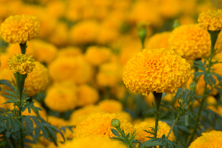 Orange Marigolds flower fields, selective focusの写真素材