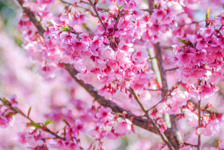 Spring time with beautiful cherry blossoms, pink sakura flowers.の写真素材