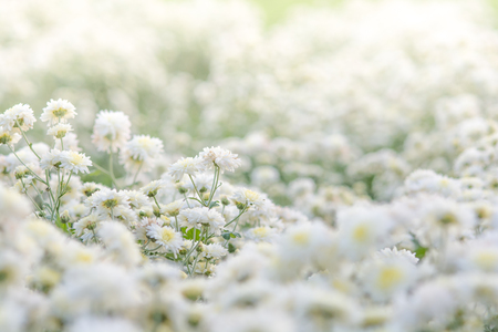 white chrysanthemum flowers, chrysanthemum in the garden. Blurry flower for background, colorful plantsの写真素材
